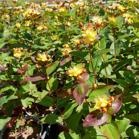 Dziurawiec bezwonny Red Fame (C2)