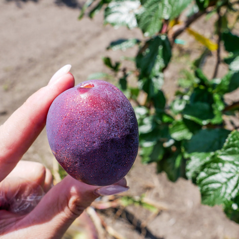 Śliwa Durancle Plant Pack