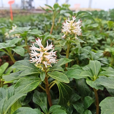 Runianka japońska Green Sheen (C2)