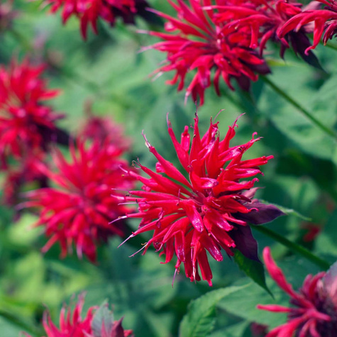 Pysznogłówka ogrodowa Cambridge Scarlet (C2)