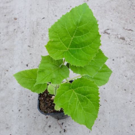 Paulownia Puszysta CESARSKIE DRZEWKO SZCZĘŚCIA (C2)