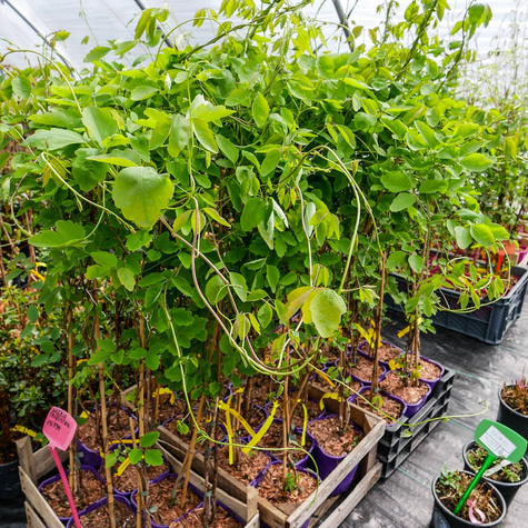 Akebia trójlistkowa (C2)