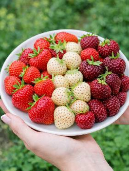 Zestaw Truskawek Trio Smaków Frigo