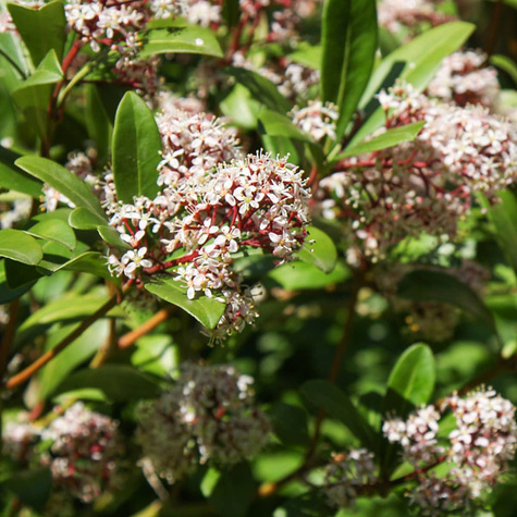 Skimia japońska Rubella (C2)