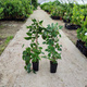 MINI KIWI Aktinidia ostrolistna Hardy Red żeńska