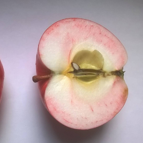 Jabłoń Lobo Plant Pack