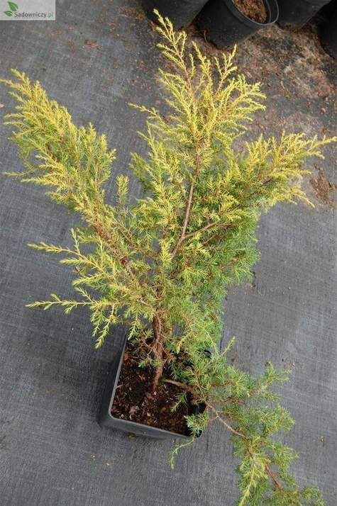 Jałowiec pospolity Depressa Aurea (C2)