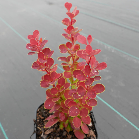 Berberys Thunberga Orange Sunrise (C1.7)