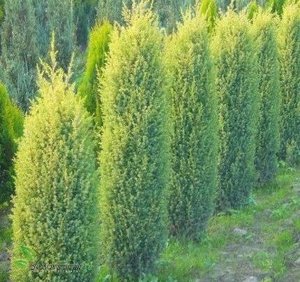Jałowiec pospolity Suecica Aurea (C2)