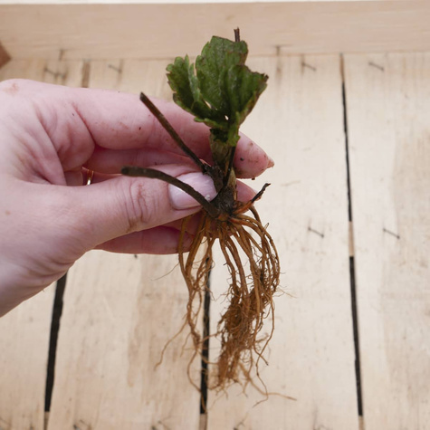 HURT Truskawki Portola powtarzająca FRIGO 600szt