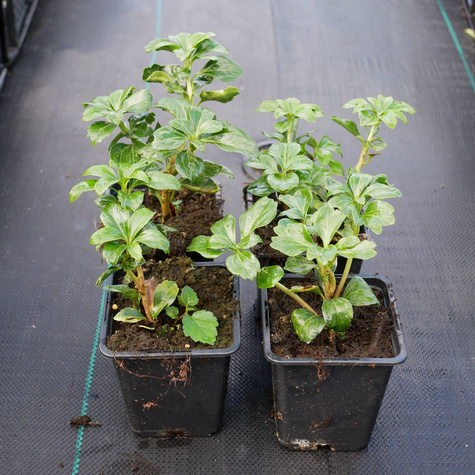 Runianka japońska Green Carpet (C2)