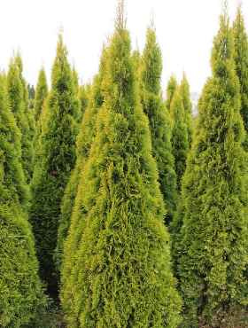 Thuja Tuja Żywotnik zachodni Golden Smaragd Janed Gold