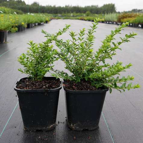 Suchodrzew lśniący mirtolistny Maigrun (C2)