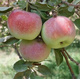 Jabłoń Melfree Stara odmiana Plant Pack