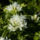 Dzwonek Skupiony Glomerata Alba 