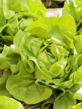 Sałata masłowa Rozalka późna 1g