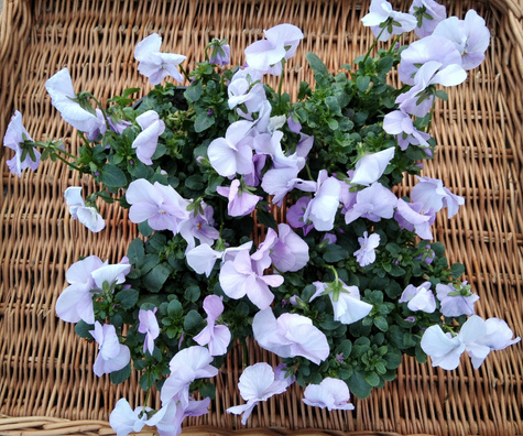 Bratek Bratki Fiołek ogrodowy drobnokwiatowy fioletowy sadzonka w doniczce