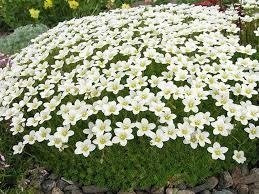 Skalnica Andersa biała (C2)