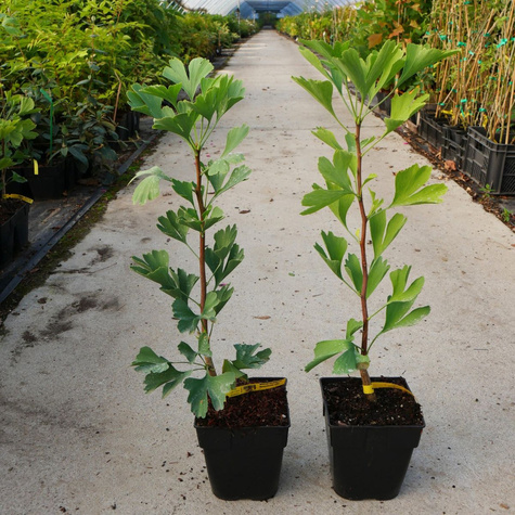 Miłorząb dwuklapowy Skamielinowy relikt (C2)