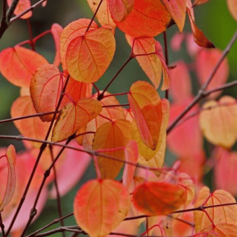 Grujecznik japoński (C2)