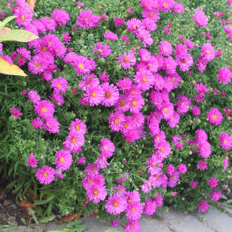 Aster krzaczasty Kassel różowy (C2)