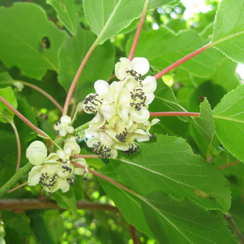 MINI KIWI Aktinidia Ostrolistna Issai obupłciowa C2