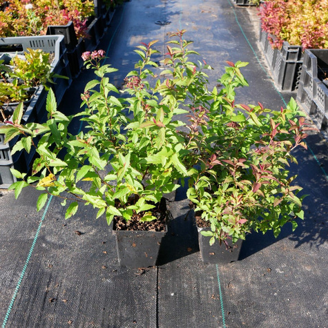 Tawuła japońska Anthony Waterer (P9)