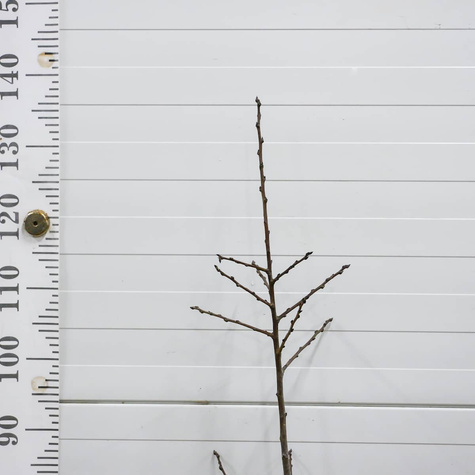 Śliwa Durancle Plant Pack