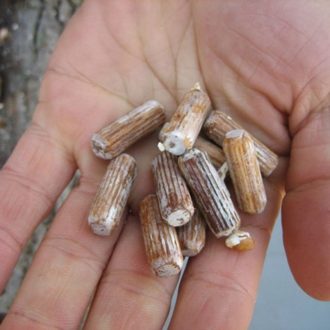 Grzybnia na kołkach Shii-Take Twardziak jadalny 20szt.