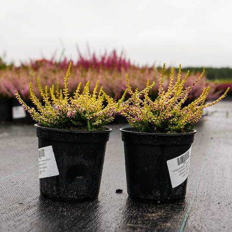 Wrzos pospolity Theresa