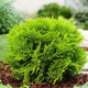 Thuja Tuja Żywotnik zachodni Miriam