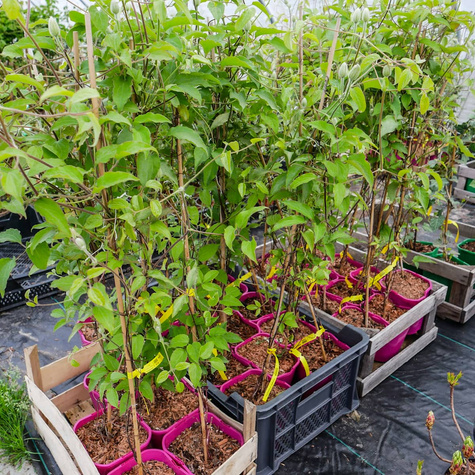 Powojnik Clematis wielkokwiatowy dr Ruppel P14