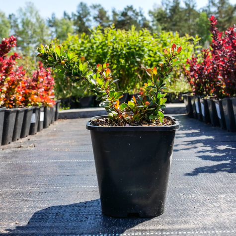 Berberys bukszpanolistny Nana zimozielony (C2)