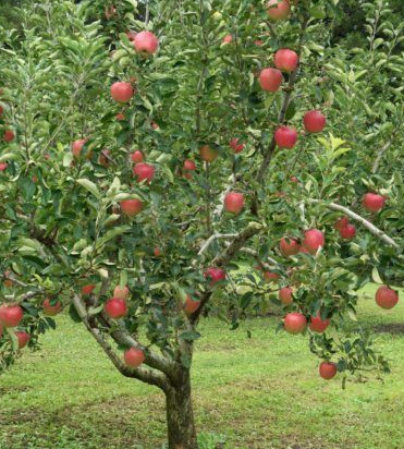 Jabłoń Dark Rubin Plant Pack