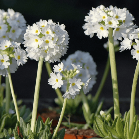 Pierwiosnek ząbkowany Prom White (C2)
