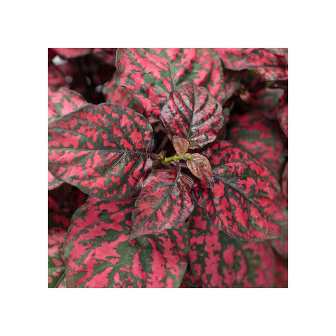 Niedośpian Hippo Red Improved zielono-czerwony