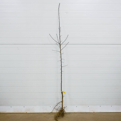 Śliwa Polinka Plant Pack