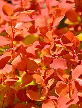 Berberys Thunberga Orange Tower (C2)