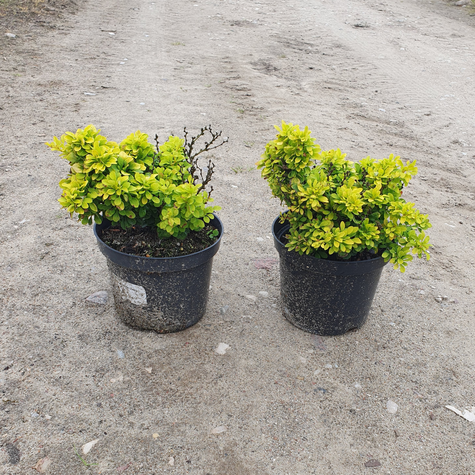 Berberys Thunberga Golden Zwerg (C2)