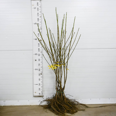 Czereśnia Kama Plant Pack