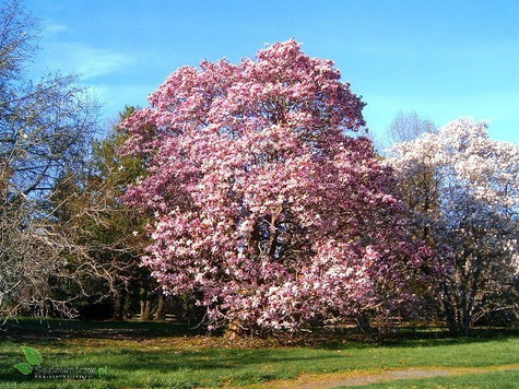 Magnolia w odmianach