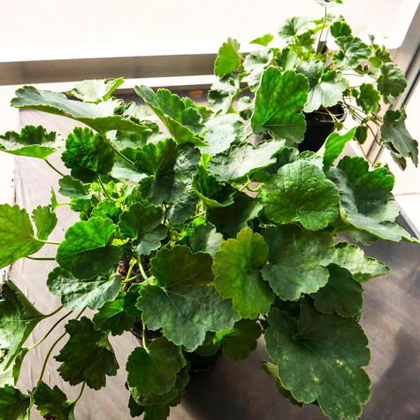 Żurawka krwista Leuchtkäfer (C2)