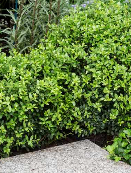 Ostrokrzew bukszpanowy karbowanolistny Dark Green (P9)