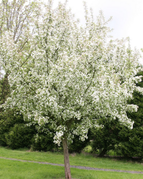 Jabłoń ozdobna rajska John Downie