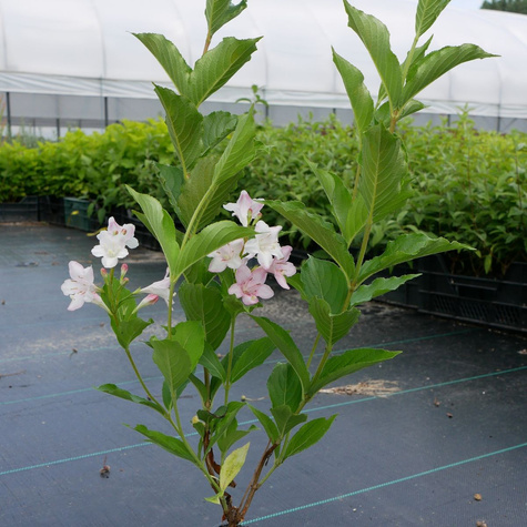 Krzewuszka cudowna Styriaca (P9)