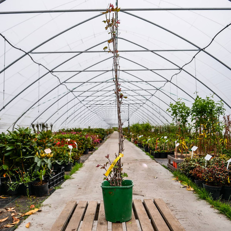 Winnik zmienny Elegans