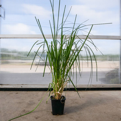 Trawa pampasowa Evita (C2)