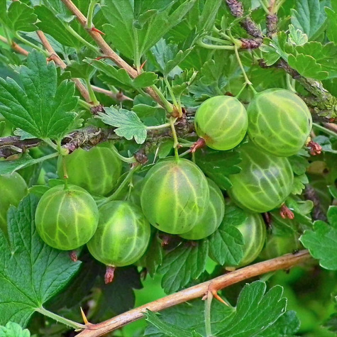 Agrest biały na balkon Giggles Gold