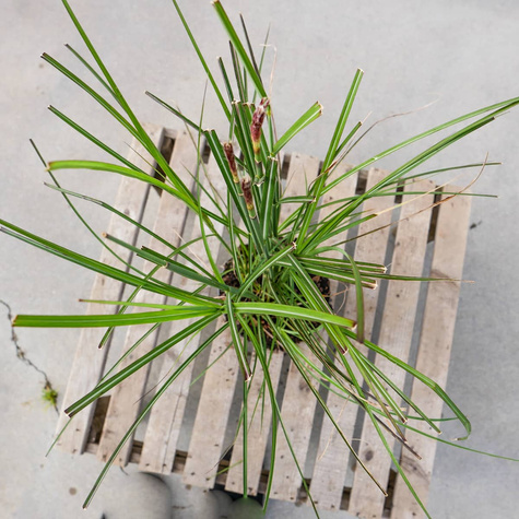 Miskant chiński Kleine Silberspinne (C2)