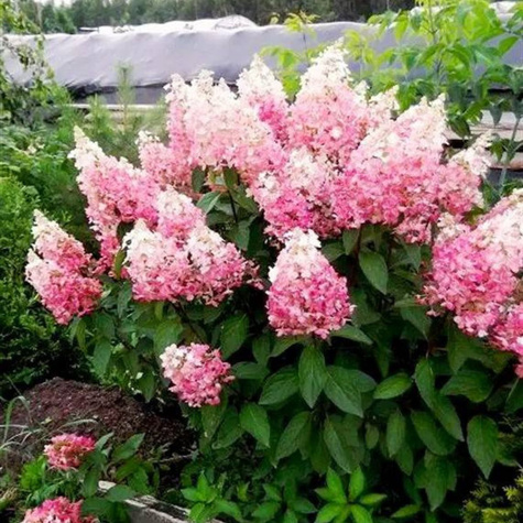 Hortensja bukietowa Pink Lady (C2)